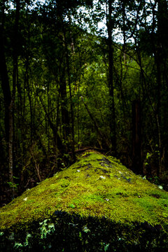 View of a mossy log resting on the forest floor surrounded by dense trees and lush vegetation in Albany, WA, Australia.