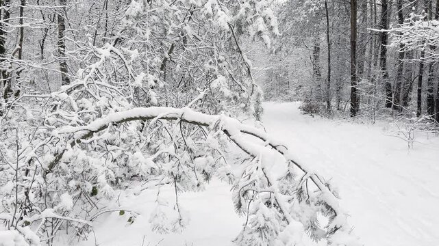 Snow-laden pine branch covered with fresh snowfall in a winter forest. Slow upward camera tilt revealing the snow-covered branch.