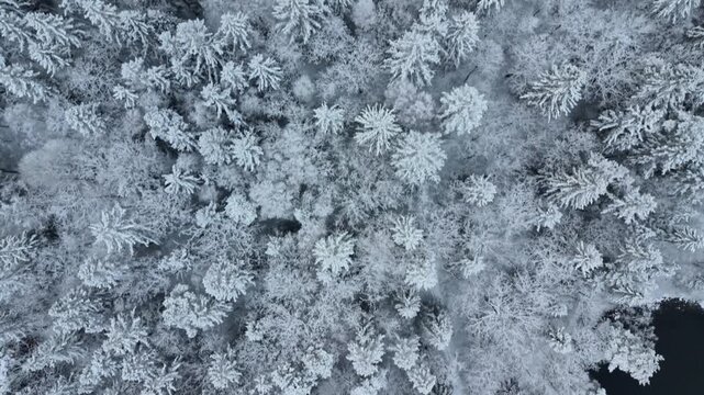 Aerial view of snow-covered pine trees surrounding the dark waters of Stora Kasjon in Ojersjo, Vastra Gotalands lan, Sweden.
