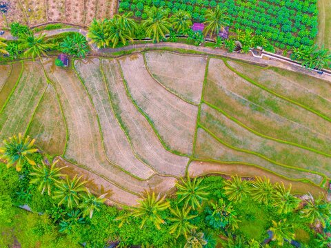 Aerial view of Tegalalang Rice Terraces with lush palm trees and intricate irrigation patterns in the tropical landscape of Tegalalang, Bali, Indonesia.