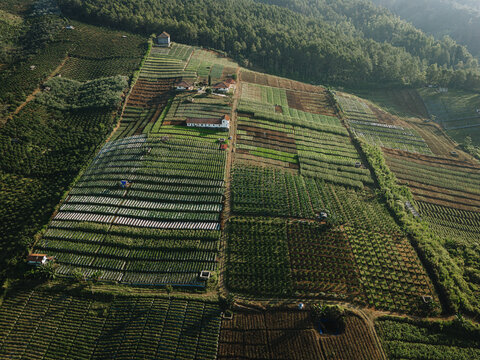 Aerial view of Bukit Jengkoang featuring lush terraced vegetable fields, small farmhouses, and dense forest slopes under soft morning light Bumiaji, East Java, Indonesia.