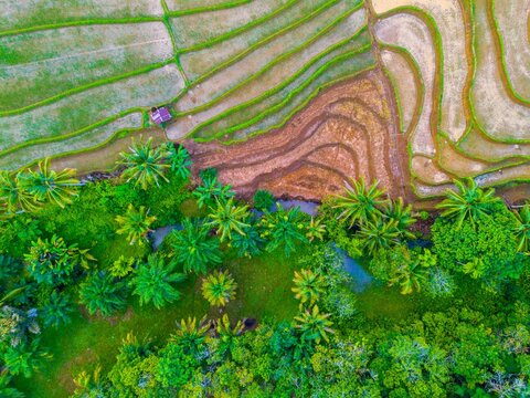 Aerial view of the Tegalalang rice terraces featuring lush green vegetation, palm trees, and intricate patterns of agricultural land in Tegalalang, Bali, Indonesia.