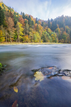 View of the Dunajec river in Pieniny National Park with vibrant autumn foliage on the banks and a single yellow leaf floating in the clear water, Cerveny Klastor, Presovsky kraj, Slovakia.