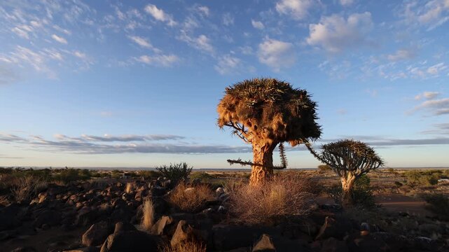 View of a Chronovideo of quiver trees in a rocky desert landscape, Namibia.