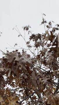 brown oak leaves, autumn foliage, gentle breeze, tree branches, dry leaves, late fall, natural movement, overcast sky, rustling foliage, seasonal change, deciduous tree, outdoor nature, leaf canopy, 