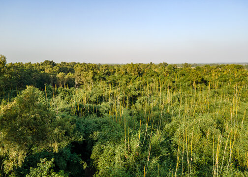 Aerial view of Rana Resort and Safari Park featuring dense green forest canopy and tall bamboo trees under a clear blue sky in Phool Nagar, Punjab, Pakistan.
