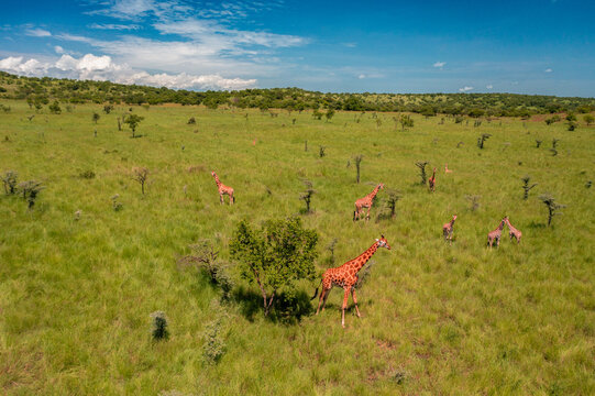 Aerial view of giraffes grazing in the grassy savanna of Pian Upe Game Reserve with scattered trees under a clear blue sky in Nakapiripirit, Northern Region, Uganda.