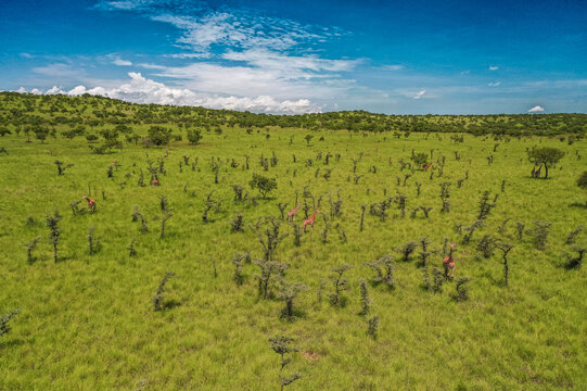 Aerial view of giraffes grazing in the vast green savanna of Pian Upe Game Reserve with scattered trees under a bright blue sky in Namalu, Northern Region, Uganda.