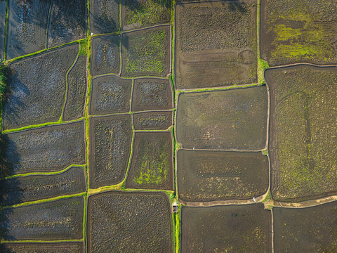 Aerial view of geometric rice paddies with lush green borders and dark soil in the rural landscape of Malang, Jawa Timur, Indonesia.