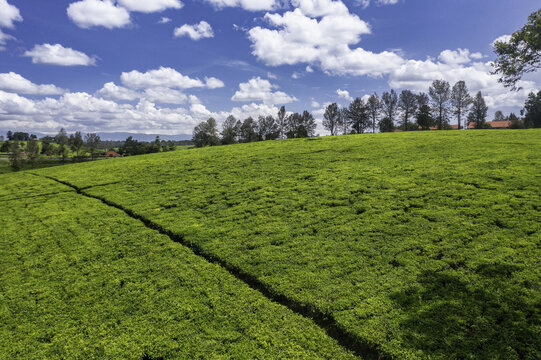 Aerial view of Rwebitaba Tea Research Centre featuring lush green tea bushes and rows of trees under a bright blue sky in Kyenjojo, Western Region, Uganda.