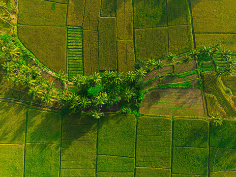 Aerial view of lush green rice fields with geometric patterns and rows of palm trees in the agricultural landscape of Malang, East Java, Indonesia.