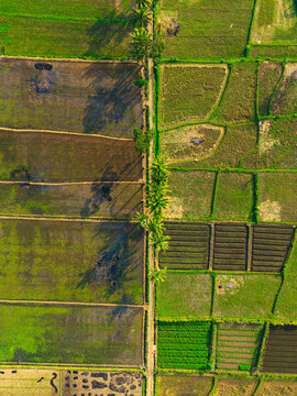 Aerial view of lush green rice paddies and agricultural fields with palm trees casting long shadows across the landscape in Malang, East Java, Indonesia.