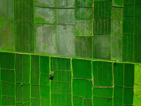 Aerial view of vibrant green rice paddies arranged in geometric patterns across the agricultural landscape in Singosari, East Java, Indonesia.