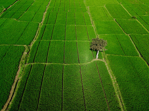 Aerial view of lush green rice paddy fields with a solitary tree standing in the middle of the vibrant agricultural landscape in Singosari, East Java, Indonesia.