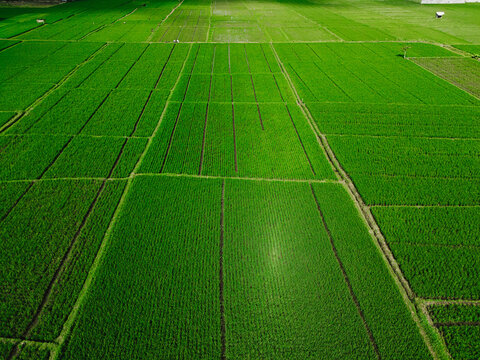 Aerial view of lush green rice paddies arranged in a geometric grid pattern across the agricultural landscape in Singosari, East Java, Indonesia.