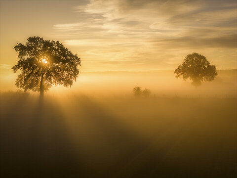 Aerial view of two trees in a misty field at sunrise with golden light rays piercing through the fog in Germany.