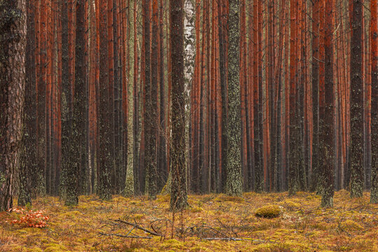 View of Tuchola Forest featuring dense pine trees with tall, straight trunks and moss-covered ground in Male Swornegacie, Pomeranian Voivodeshi, Poland.