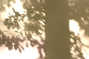 The shadow of an oak tree on a yellow wall, a summer day, a beautiful photo, a memory, nostalgia © Elena K