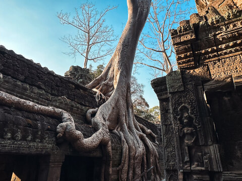 Krong Siem Reap, Cambodia - 10 February 2026: View of massive tree roots growing over ancient stone walls and bas-relief carvings at the Ta Prohm temple in Angkor Wat.