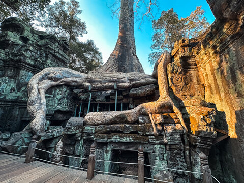 Krong Siem Reap, Cambodia - 10 February 2026: View of the ancient stone ruins of Ta Prohm temple with massive tree roots growing over the weathered walls under a clear blue sky.