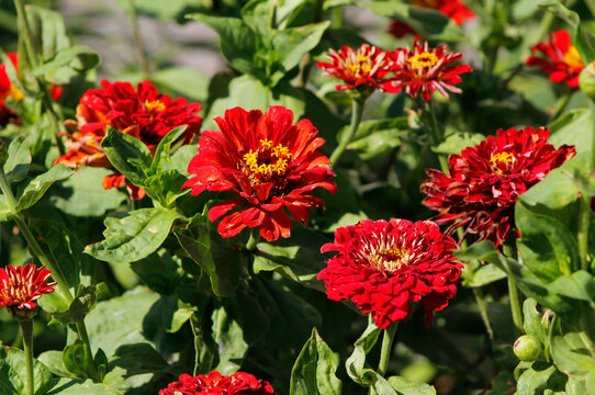 red zinnia flowers in the garden


