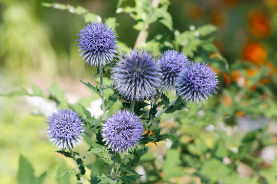 blooming globe thistle in the garden (Echinops)