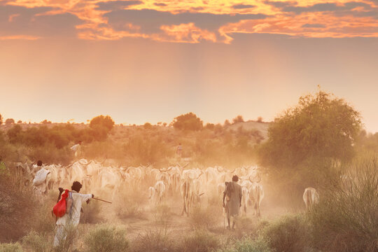 View of a herd of cattle being guided by local herdsmen through a dusty, arid landscape in the Thar Desert at sunset, Islamkot, Sindh, Pakistan.