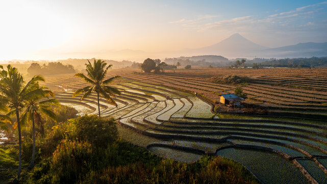 Aerial view of rice terraces at sunrise with palm trees and a distant mountain in the background in Bajawa, Nusa Tenggara Timur, Indonesia.