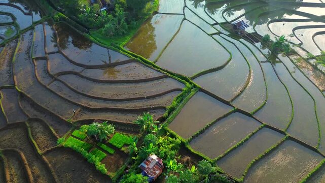 Aerial view of Tegalalang rice terraces with lush greenery and water-filled paddies in Tegalalang, Bali, Indonesia.