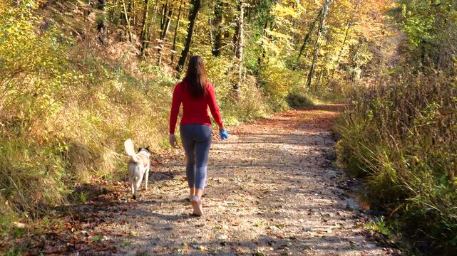 Young woman walks two mixed breed dogs without leashes along sunny forest path. Fallen autumn leaves and warm golden trees surround them as they stroll together through colourful nature in fall season