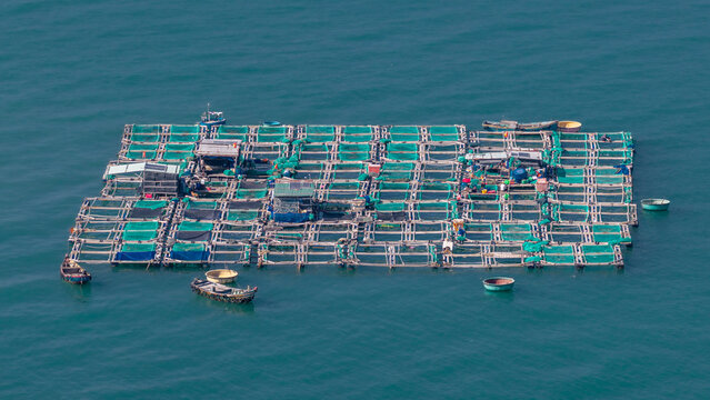 Aerial view of a fish farm with floating cages in the sea near Mui Ne, Binh Thuan, Vietnam.