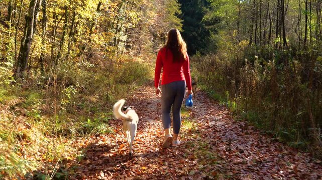 Woman bends down to pet her obedient mixed breed dog during a sunny autumn walk in the colourful woods. Another dog explores the surroundings as they stroll along gravel path covered in fallen leaves.
