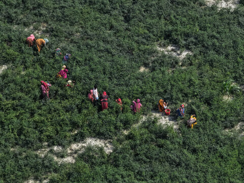 Aerial view of Char Krishnamani with local workers harvesting crops in the lush green fields of Gaibandha District, Rangpur Division, Bangladesh.