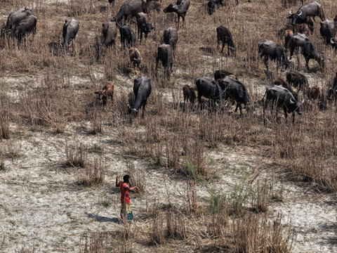 Aerial view of a herd of water buffalo grazing on the dry grasslands of Char Krishnamani with a person standing in the field, Gaibandha District, Rangpur Division, Bangladesh.