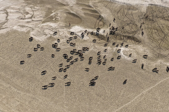 Aerial view of a large herd of water buffalo grazing on the sandy terrain of Char Krishnamani in Gaibandha District, Rangpur Division, Bangladesh.