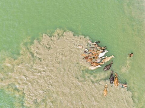 Aerial view of a herd of cattle crossing a river with herders guiding them through the water in Gaibandha, Rangpur Division, Bangladesh.