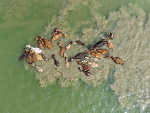Aerial view of farmers herding cattle through the shallow, murky waters of a river in Gaibandha, Rangpur Division, Bangladesh.