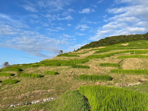 Close-up view of green rice terraces at Shiroyone Senmaida in Ishikawa, Japan