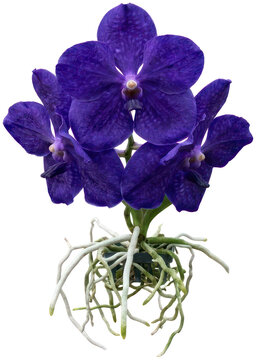 Purple vanda orchid with exposed air roots