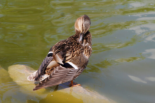 duck on a rock in the pond