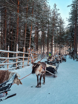 Rovaniemi, Finland - 30 December 2025: View of reindeer pulling traditional sleds through the snowy forest at Santa Claus Village, surrounded by pine trees under a winter sky.