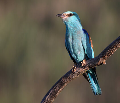 a european roller with beautiful blue colors in the wild