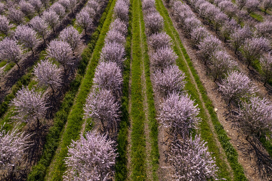 Aerial view of an orchard of blooming almond trees with pink blossoms arranged in neat rows separated by strips of green grass in Portugal.