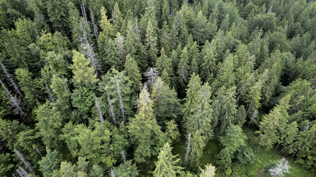 Aerial view of the dense coniferous forest of Vernarske Chvalabohu with lush green canopy and scattered dry trees in Vernar, Presovsky kraj, Slovakia.