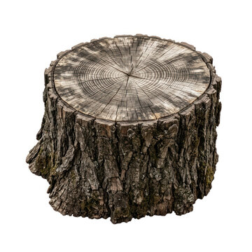 Old Tree Stump With Visible Growth Rings Isolated