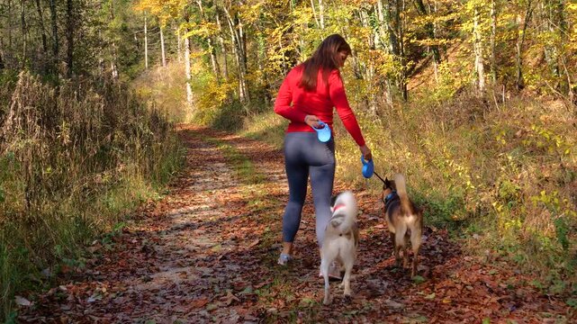 Woman untangles the leashes of her two adopted mixed breed dogs as they walk along a woodland path covered in fallen autumn leaves. Everyday situation of a dog owner on strolls with furry companions.