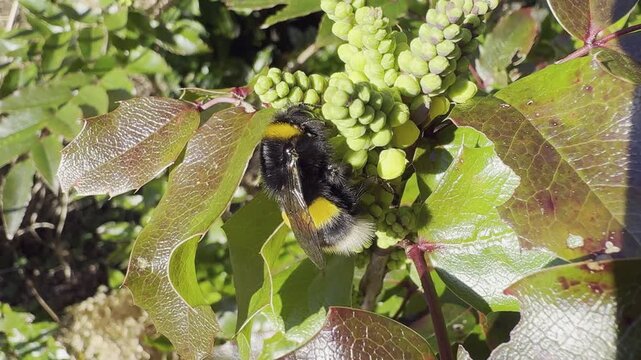 Close-up of a bumblebee collecting nectar and pollen from flowering mahonia blossoms in spring sunlight. The fuzzy pollinator moves among clusters of yellow-green flowers