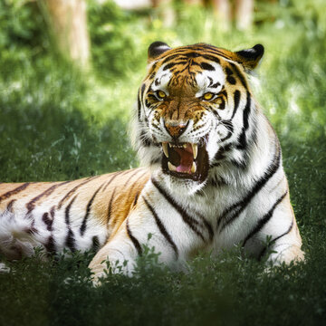 View of a snarling tiger resting in the green grass in Poland.