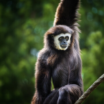 View of a Lar gibbon with dark fur and a distinctive white face ring perched on a branch in a lush forest environment in Poland.