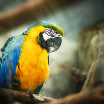 View of a blue-and-yellow macaw perched on a wooden branch with vibrant feathers and a sharp beak in Poland.